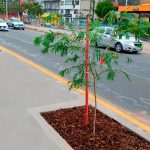 La av. 10 de Agosto se transforma en un moderno corredor verde urbano