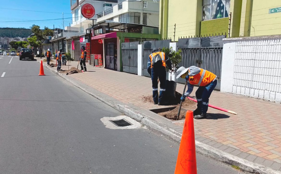 2024_07_31_PLANTACION_ARBOLES_NORTE_DMQ