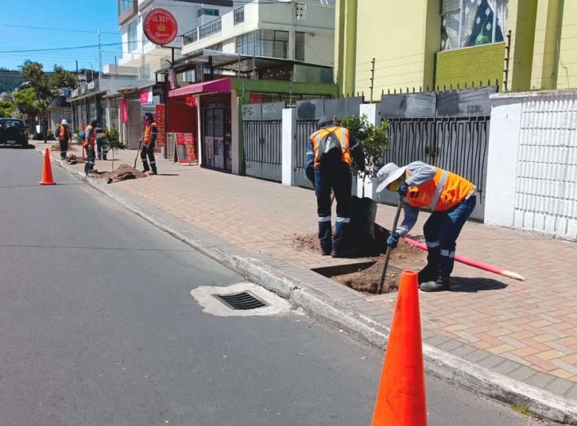 2024_07_31_PLANTACION_ARBOLES_NORTE_DMQ