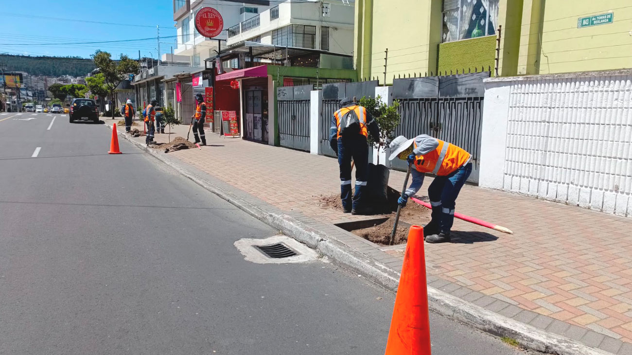 2024_07_31_PLANTACION_ARBOLES_NORTE_DMQ