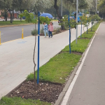 Municipio de Quito repone árboles vandalizados en el bulevar de Los Shyris y fortalece el ecosistema en esa zona