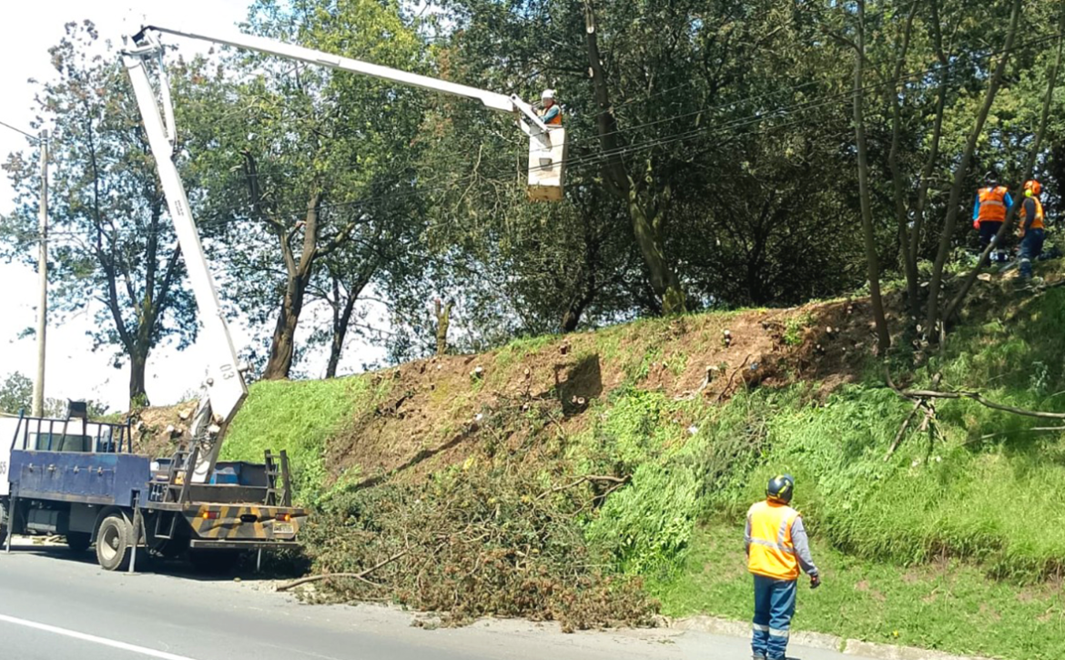 2025_04_22_ARBOLADO_URBANO_DMQ