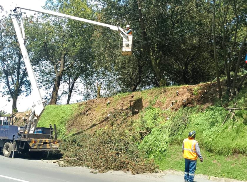 2025_04_22_ARBOLADO_URBANO_DMQ